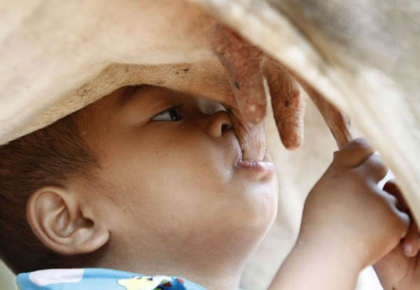 Tha Sophat suckles milk from a cow in Nokor Pheas village, Nokor Chum district in Siem Reap