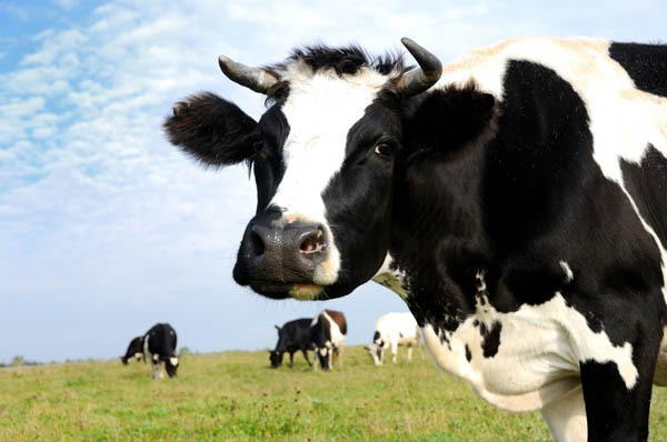 korova-black-and-white-milch-cow