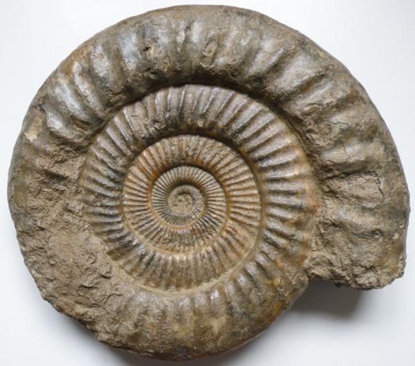 oursin-fossile-iskopaemoe