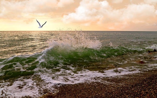 sea-waves-seagulls-wide