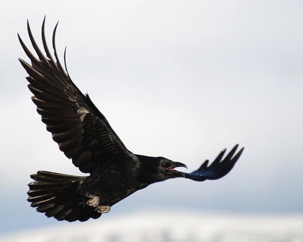 voron-lat-corvus-corax